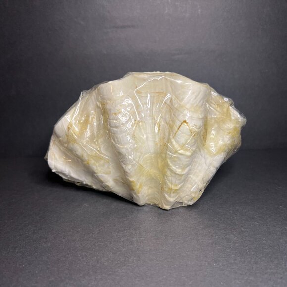 Vintage Decorative Hand-Crafted Seashell Aquatic Marine Fish Art Scene 3.75 x 6" - Picture 5 of 8